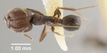 Media type: image;   Entomology 9136 Aspect: habitus dorsal view